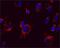 HMP antibody, ab110329, Abcam, Immunofluorescence image 