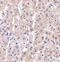 DNA damage-regulated autophagy modulator protein 1 antibody, ADI-905-738-100, Enzo Life Sciences, Immunohistochemistry frozen image 