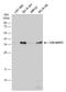 CDC42 Effector Protein 3 antibody, GTX115445, GeneTex, Western Blot image 