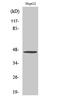 HTR1A antibody, STJ95756, St John