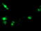 Suppressor of cytokine signaling 3 antibody, M00274-2, Boster Biological Technology, Immunofluorescence image 