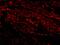 HAVcr-1 antibody, 3809, ProSci, Immunofluorescence image 