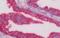 Calnexin antibody, orb314753, Biorbyt, Immunohistochemistry paraffin image 