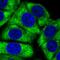 60S ribosomal protein L24 antibody, NBP2-33622, Novus Biologicals, Immunocytochemistry image 