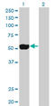 NIMA Related Kinase 2 antibody, LS-B5478, Lifespan Biosciences, Western Blot image 