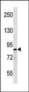Microtubule Affinity Regulating Kinase 1 antibody, LS-C164038, Lifespan Biosciences, Western Blot image 