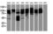 BCAR1 Scaffold Protein, Cas Family Member antibody, LS-C172833, Lifespan Biosciences, Western Blot image 
