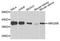 SWI/SNF-related matrix-associated actin-dependent regulator of chromatin subfamily E member 1-related antibody, orb373224, Biorbyt, Western Blot image 