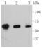 P21 (RAC1) Activated Kinase 3 antibody, A03124S144S141S139, Boster Biological Technology, Western Blot image 