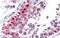 Homeobox protein goosecoid antibody, PA5-40495, Invitrogen Antibodies, Immunohistochemistry frozen image 