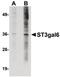Type 2 lactosamine alpha-2,3-sialyltransferase antibody, PA5-20748, Invitrogen Antibodies, Western Blot image 