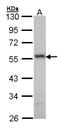 ETS Transcription Factor ERG antibody, LS-C185354, Lifespan Biosciences, Western Blot image 