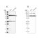 Pentatricopeptide Repeat Domain 3 antibody, PA5-59455, Invitrogen Antibodies, Western Blot image 
