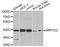 Mitochondrial Ribosomal Protein S22 antibody, A12597, ABclonal Technology, Western Blot image 