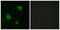Adhesion G Protein-Coupled Receptor L1 antibody, GTX87108, GeneTex, Immunofluorescence image 