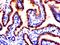 Cytochrome C Oxidase Assembly Factor 7 (Putative) antibody, orb2033, Biorbyt, Immunohistochemistry paraffin image 