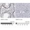 Cap Methyltransferase 1 antibody, NBP1-83048, Novus Biologicals, Immunohistochemistry paraffin image 