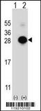 MOB Kinase Activator 1A antibody, 62-865, ProSci, Western Blot image 