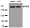 p220 antibody, AP08089PU-S, Origene, Western Blot image 