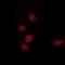 MPC1 antibody, orb256688, Biorbyt, Immunofluorescence image 
