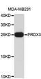 Peroxiredoxin 3 antibody, abx127015, Abbexa, Western Blot image 