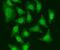 Cell division cycle 5-like protein antibody, FNab01535, FineTest, Immunofluorescence image 