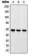 Oxidative Stress Responsive Kinase 1 antibody, orb360724, Biorbyt, Western Blot image 