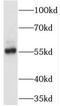 PDZ Domain Containing 3 antibody, FNab06297, FineTest, Western Blot image 