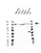 Structural Maintenance Of Chromosomes 1A antibody, VMA00637, Bio-Rad (formerly AbD Serotec) , Western Blot image 