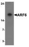 ADP Ribosylation Factor 6 antibody, TA326709, Origene, Western Blot image 