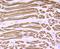 Calsequestrin-1 antibody, A05235, Boster Biological Technology, Immunohistochemistry frozen image 
