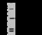 Alanyl-tRNA synthetase, mitochondrial antibody, 203517-T34, Sino Biological, Western Blot image 