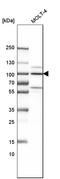 Interleukin Enhancer Binding Factor 3 antibody, HPA001897, Atlas Antibodies, Western Blot image 