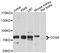 Conserved oligomeric Golgi complex subunit 6 antibody, STJ112357, St John