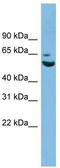 Zinc Finger Protein 563 antibody, TA339799, Origene, Western Blot image 