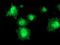 DNA excision repair protein ERCC-1 antibody, LS-C173800, Lifespan Biosciences, Immunofluorescence image 