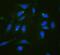 Ribosomal Protein L19 antibody, PB10092, Boster Biological Technology, Immunofluorescence image 