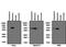 Lysosomal Associated Membrane Protein 2 antibody, PA1-655, Invitrogen Antibodies, Western Blot image 
