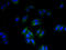 Serine Palmitoyltransferase Long Chain Base Subunit 3 antibody, A67314-100, Epigentek, Immunofluorescence image 