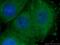 Wnt Family Member 2 antibody, 66656-1-Ig, Proteintech Group, Immunofluorescence image 