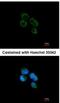 3-Hydroxyisobutyryl-CoA Hydrolase antibody, NBP1-32964, Novus Biologicals, Immunocytochemistry image 
