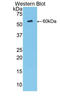 Mannose Binding Lectin 2 antibody, LS-C297770, Lifespan Biosciences, Western Blot image 
