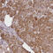 Coiled-coil-helix-coiled-coil-helix domain-containing protein 2, mitochondrial antibody, HPA027407, Atlas Antibodies, Immunohistochemistry frozen image 