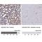Rho-guanine nucleotide exchange factor antibody, NBP1-90880, Novus Biologicals, Immunohistochemistry paraffin image 