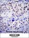 USF antibody, 55-608, ProSci, Immunohistochemistry frozen image 