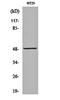 Nucleolar And Spindle Associated Protein 1 antibody, orb159938, Biorbyt, Western Blot image 