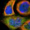 SH2 Domain Containing 4A antibody, HPA001871, Atlas Antibodies, Immunofluorescence image 