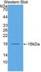 C-C Motif Chemokine Ligand 21 antibody, LS-C299553, Lifespan Biosciences, Western Blot image 