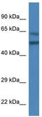 Olfactomedin 3 antibody, TA340234, Origene, Western Blot image 