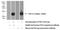 Fibroblast Growth Factor 13 antibody, 13201-1-AP, Proteintech Group, Western Blot image 